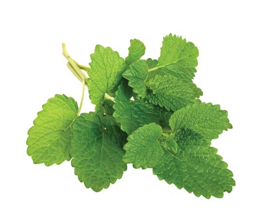 Lemon balm is a relative of mint, but has a distinctive lemon scent.